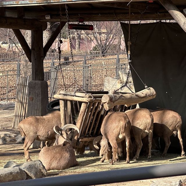 動物多過旅客的公園