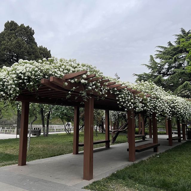 Xingqinggong park (part 2) 