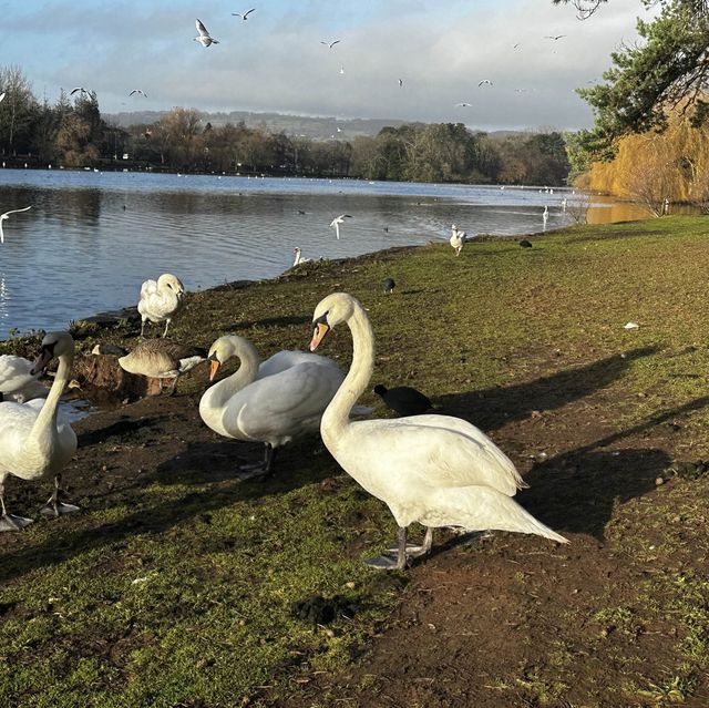 #park #nature #swans #familyday