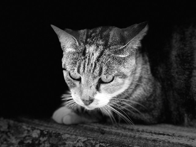 한적한 고양이 섬 , 아이노시마