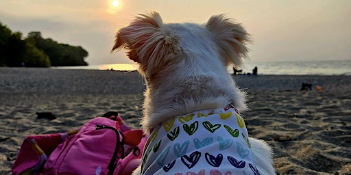 Dog Friendly Yoga at Edgewater Dog Beach (Cleveland) | K-9 Coastline