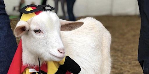 Goat Yoga Nashville- Halloween Spooktacular | Goat Yoga Nashville