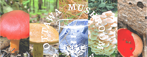 Fungi For Families - June - Ottawa Mushroom Society | Westley Clover Park Trailhead