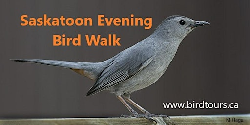 Saskatoon Evening Bird Walk | Holiday Park