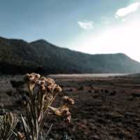 Hiking Mount Gede Pangrango