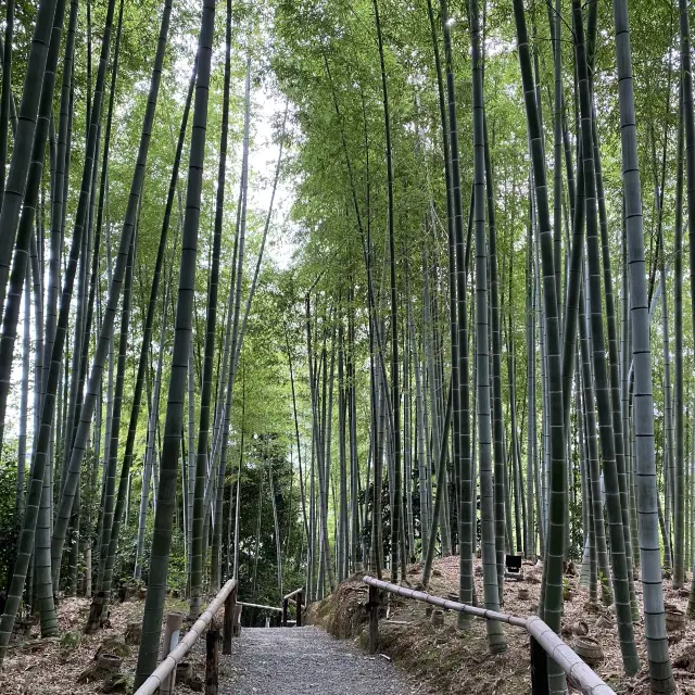 嵐山行かなくても、あった！竹の小道