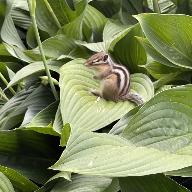 小樽でシマリスに会う！天狗山シマリス公園