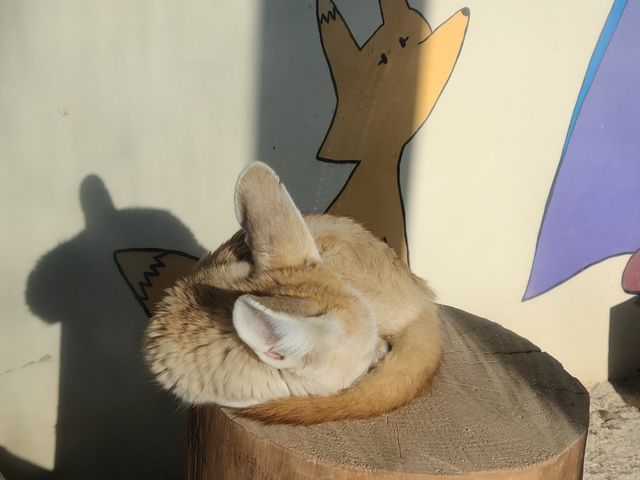 귀여운 동물💕과 행복한 놀이동산🎡