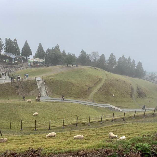 【台灣南投 清境農場】 一生必去｜高山之旅