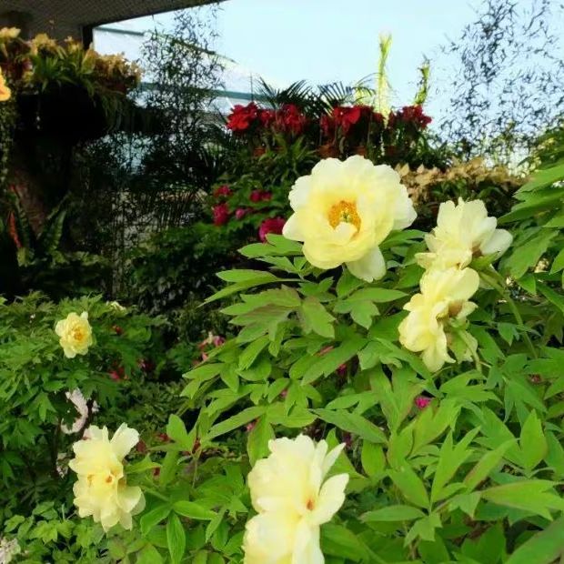 去華南植物園賞禾雀花，郊遊、露營、野餐⋯⋯