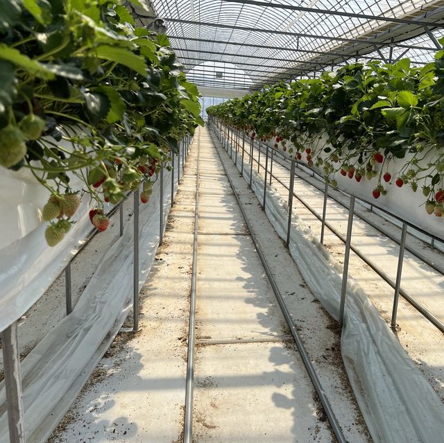 딸기체험 늘품농원