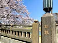 福井県🌸今が満開🌸【足羽川の桜祭り】