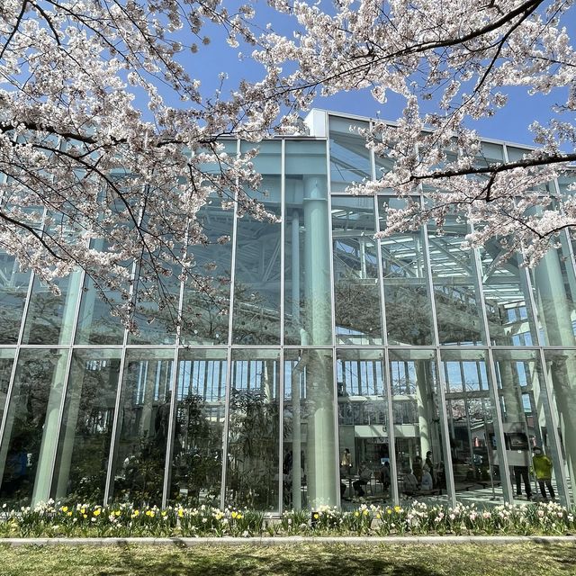 北海道　五稜郭タワーと桜