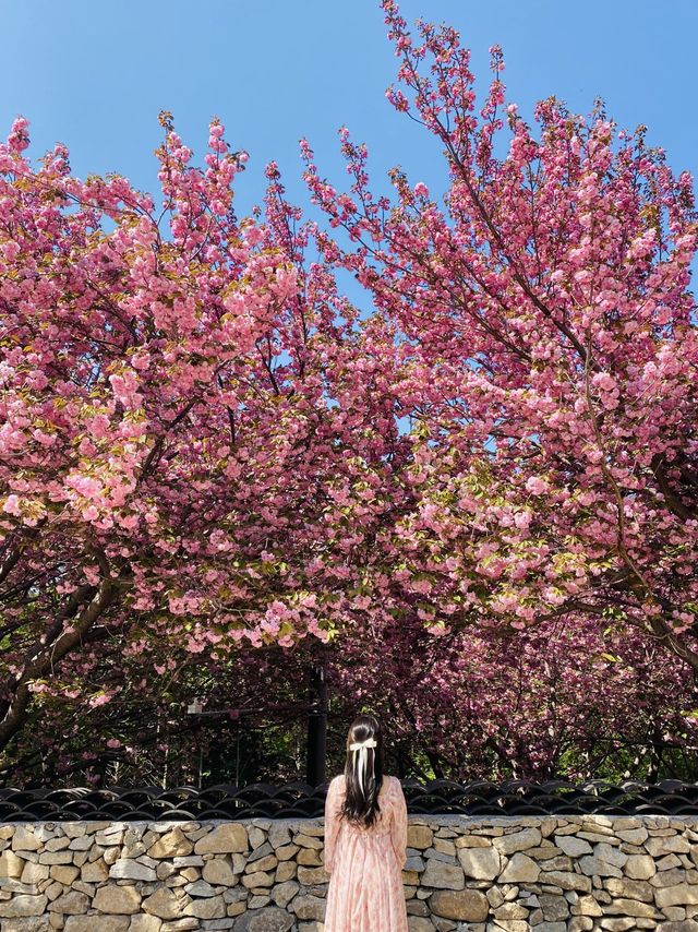 몽글몽글 겹벚꽃 명소는 바로 여기🌸💗