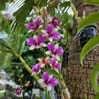Billow