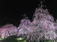 鈴鹿看超美垂枝梅花