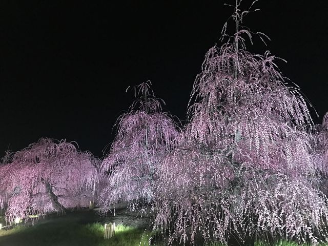 鈴鹿看超美垂枝梅花