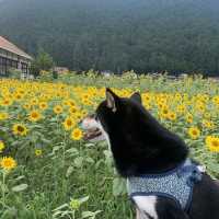 フォトジェニックな花畑　洲原ひまわりの里