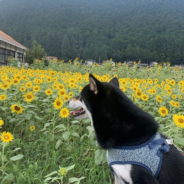 フォトジェニックな花畑　洲原ひまわりの里