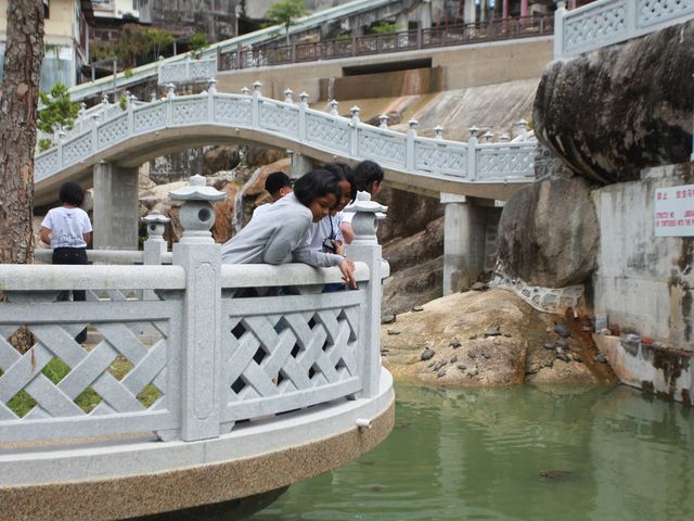 Tortoise Liberation Pond