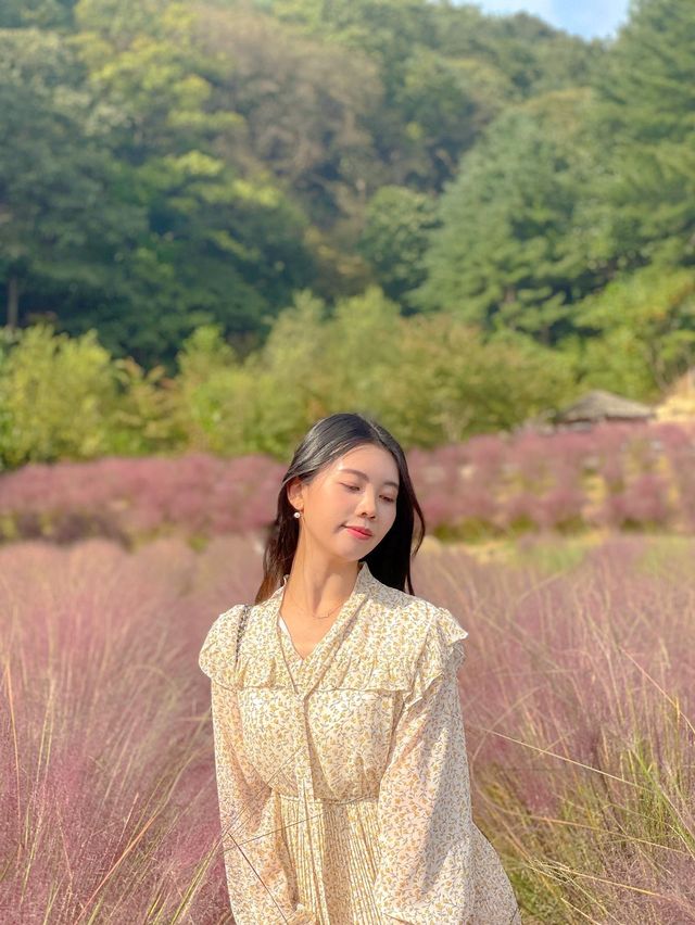 핑크 뮬리 명소는 포천에 있는 허브아일랜드💖