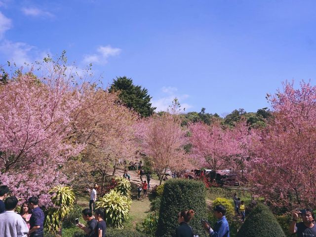 ทริปสีชมพูดอยขุนช่างเคี่ยน