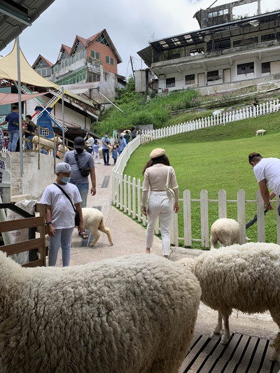 Sheep sanctuary store near me