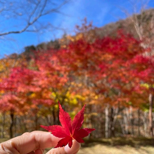 Fall Breeze and Autumn Leaves in Japan