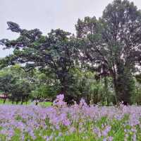 ดอกหงอนนาค​ บานอลังการที่ปราจีนบุรี