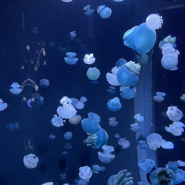 RWS SEA AQUARIUM