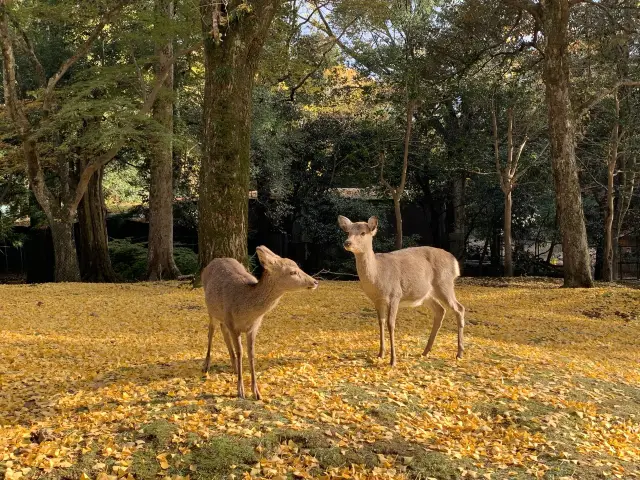 奈良公園　紅葉