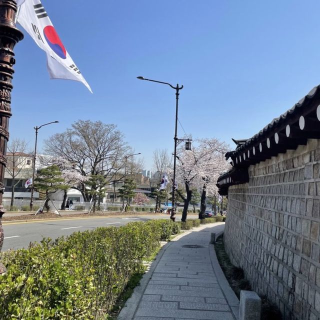 벚꽃길 산책은 청와대 앞길로 🌸