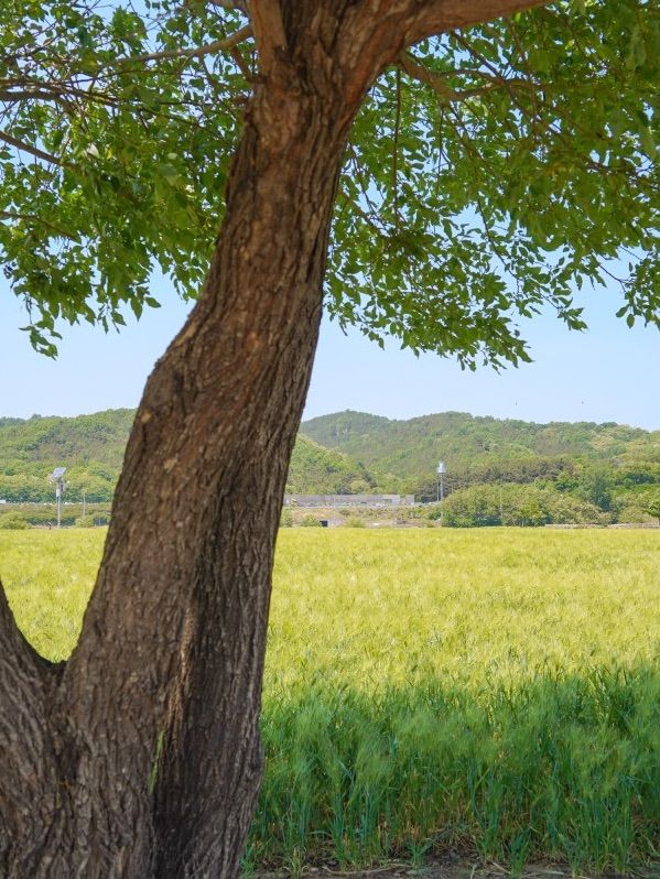 대구 꽃구경하기 좋은 곳, 하중도(금호꽃섬)