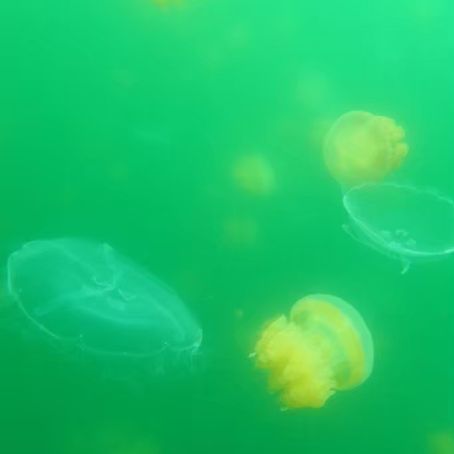 【パラオ】パラオといえばの大人気な湖