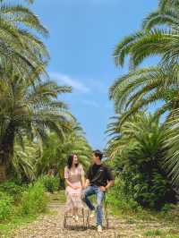 [제주] 상가리야자숲🌴