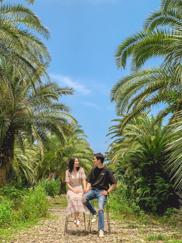 [제주] 상가리야자숲🌴
