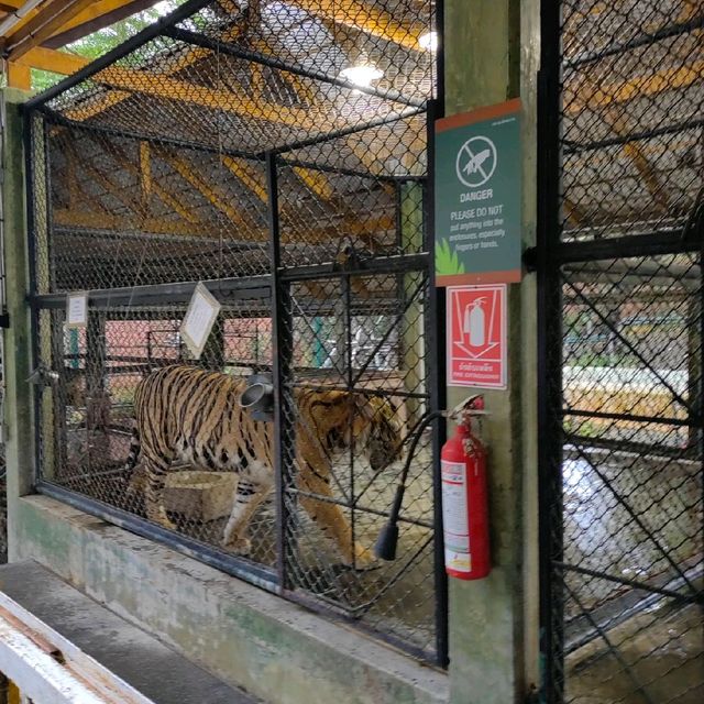 Hugging New Beastie in Tiger Kingdom Phuket.