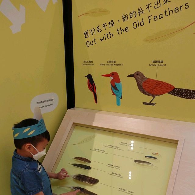 同仔仔一樣冇手尾動物免費展覽