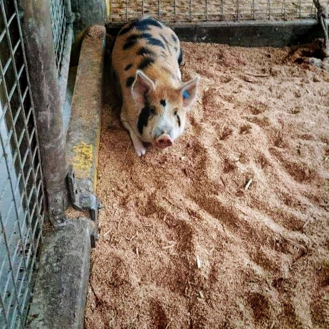 Petting Zoo In Gold Coast Australia