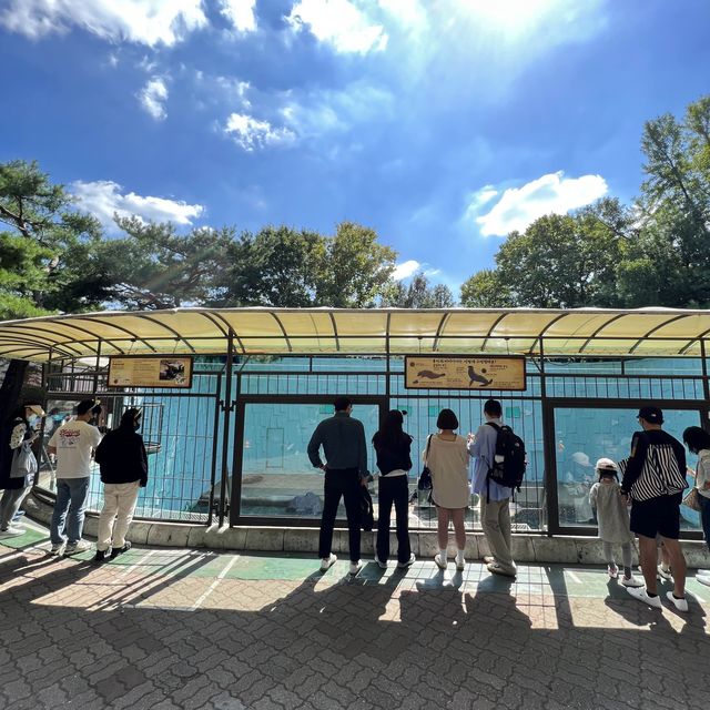 🇰🇷🎃🐧 Halloween at Penguin Island
