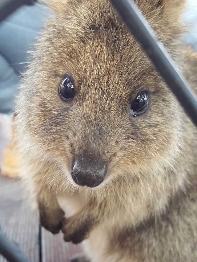 Selfie with the famous quokka