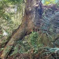 The BoJinJiaShan Hiking Trial