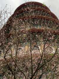 櫻花🌸盛開時｜台北天元宮