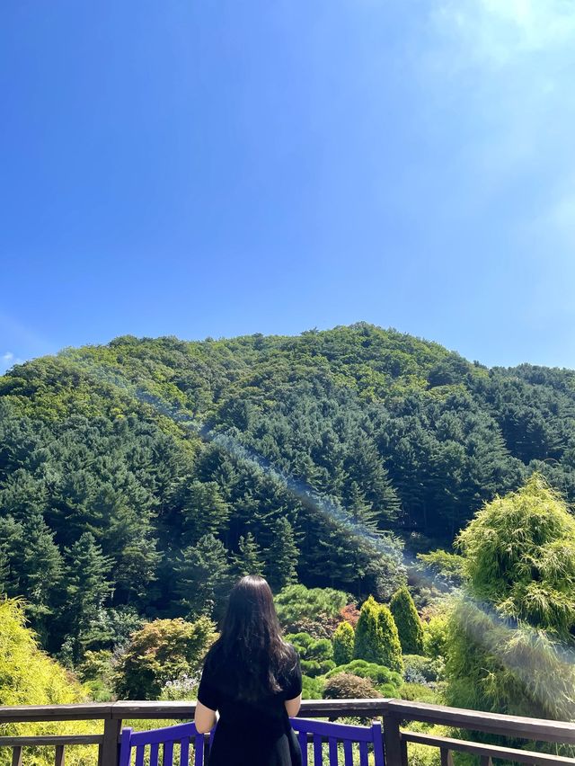 날씨가 좋은 날엔 아침고요수목원이 핫플!