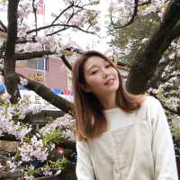 嘉義阿里山櫻花季！吉野櫻綻放派出所前