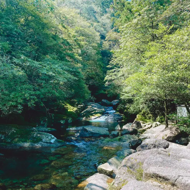 【屋久島】白谷雲水峽