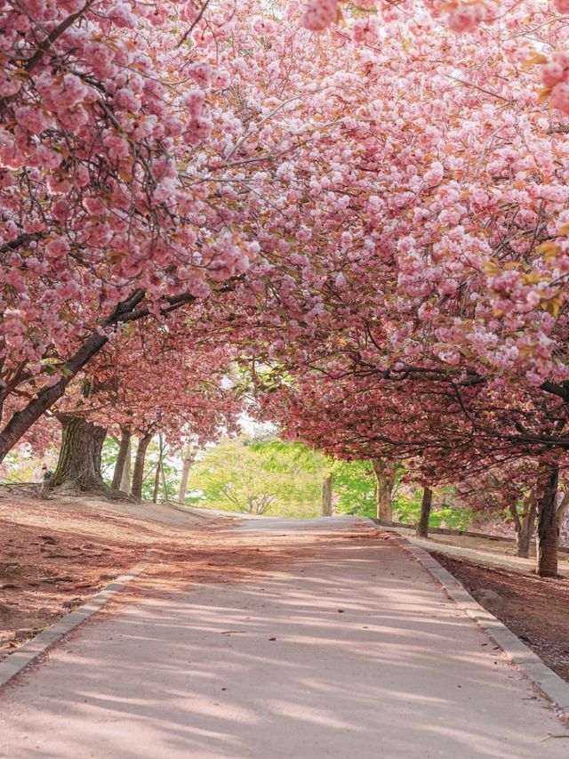 불국사의 봄 🌸 불국사의 봄 🌸