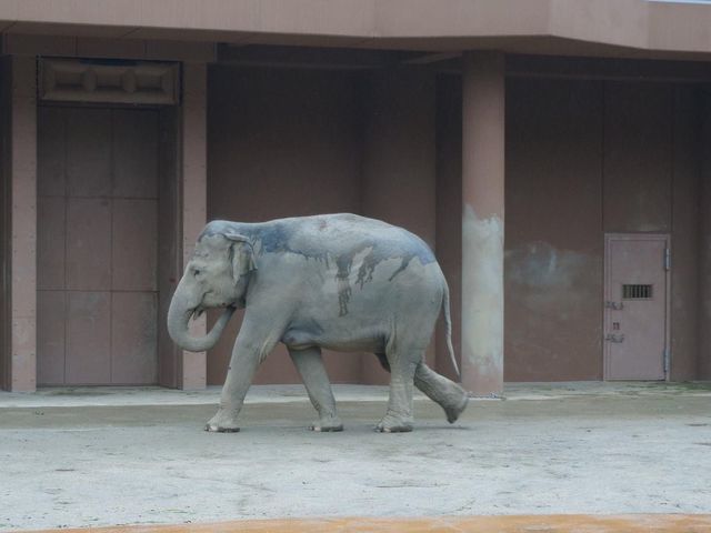 名古屋親子好去處推介《東山植物動物園》😎😎