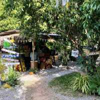 สติ คาเฟ่ (คาเฟ่ในสวนมะม่วง ณ ศรีสำโรง)