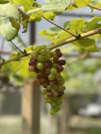 1st Experience Thai Winery @PB Valley Khaoyai